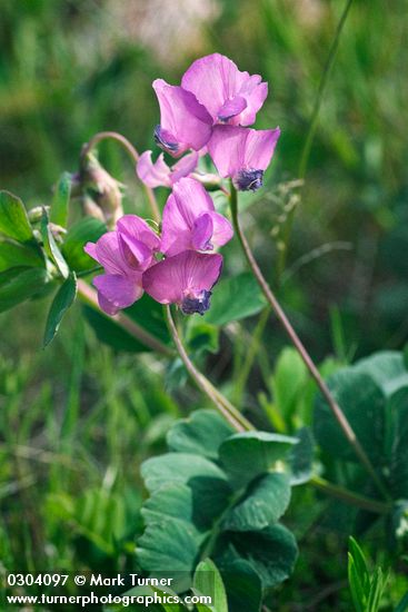 Lathyrus pauciflorus