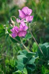 Few Flowered Peavine