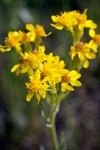 Senecio integerrimus