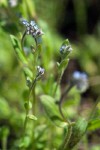 Strict Forget-me-not