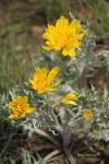 Low Hawksbeard