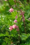 Purple Avens (Prairie Smoke) blossoms & foliage