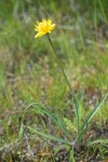 Microseris nutans