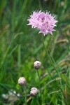 Allium douglasii