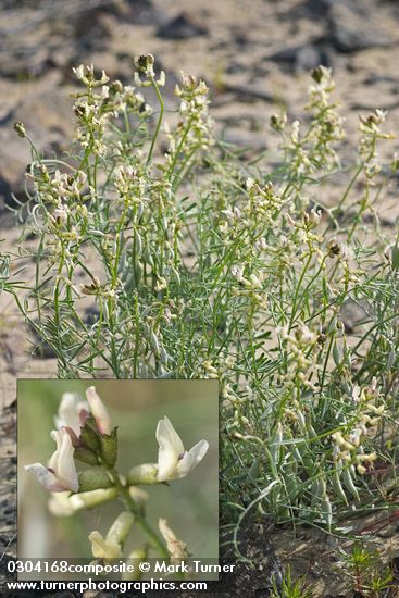 Astragalus sclerocarpus