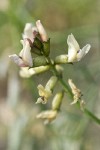 The Dalles Milk-vetch blossoms detail