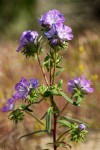 Phacelia linearis