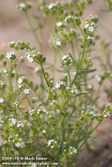 Cryptantha pterocarya