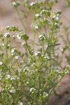 Cryptantha pterocarya