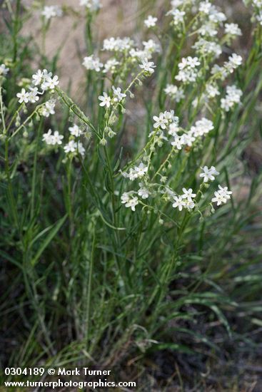 Hackelia diffusa var. arida