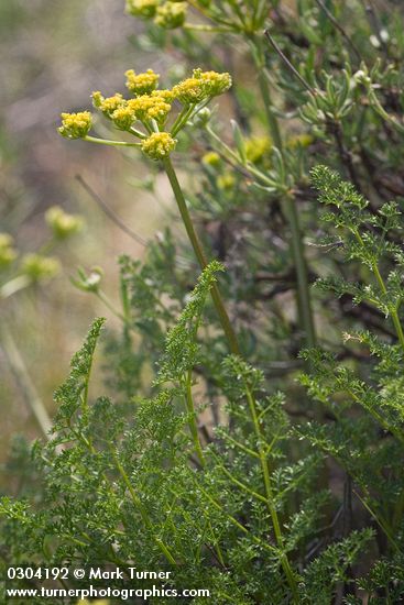 Pteryxia terebinthina var. terebinthina (Cymopterus terebinthinus var. terebinthinus)