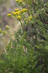 Pteryxia terebinthina var. terebinthina