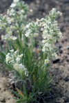 Cryptantha leucophaea