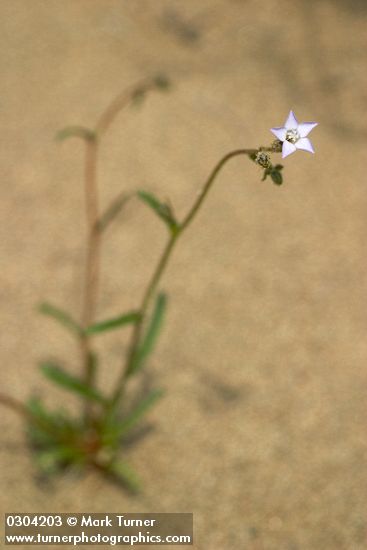 Gilia sinuata