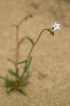 Gilia sinuata