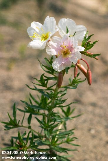 Oenothera pallida