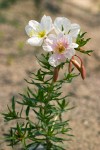 Pale Evening Primrose