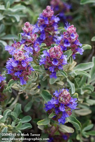 Salvia dorrii