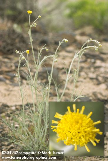 Hymenopappus filifolius