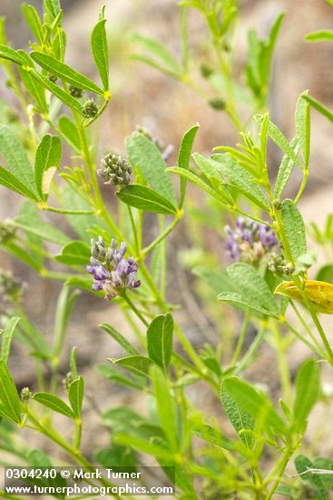 Psoralidium lanceolatum (Psoralea lanceolata)