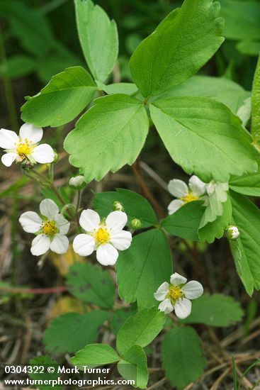 Fragaria virginiana ssp. platypetala