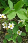 Fragaria virginiana