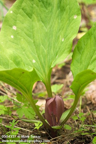 Trillium petiolatum