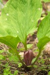 Roundleaf Trillium