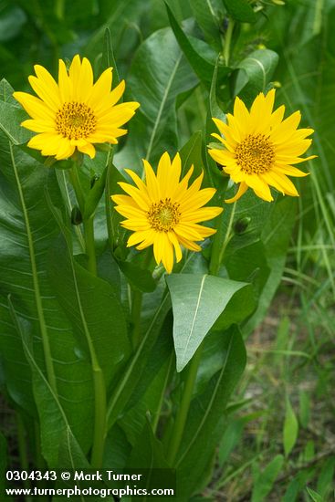 Wyethia amplexicaulis