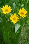 Wyethia amplexicaulis