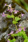 Violet Suksdorfia blossoms & foliage