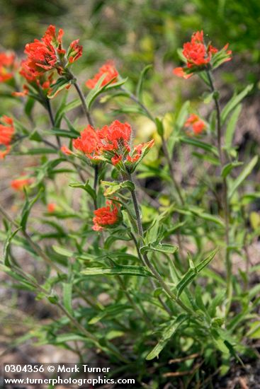 Castilleja hispida