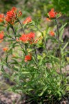 Castilleja hispida