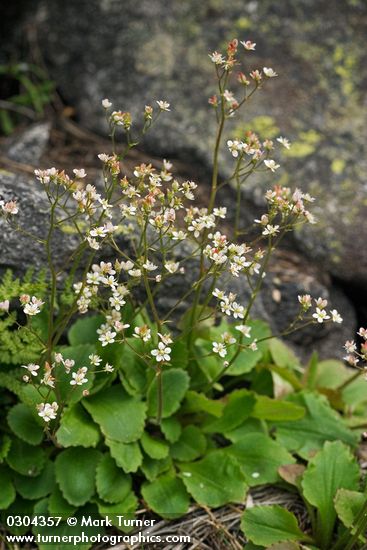 Saxifraga idahoensis (S. occidentalis var. idahoensis)