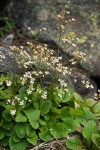 Idaho Saxifrage