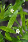 Moehringia macrophylla