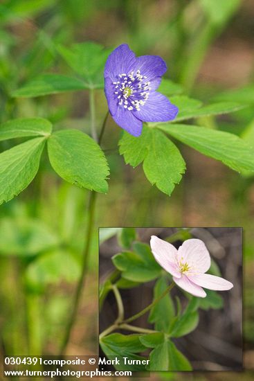 Anemone oregana