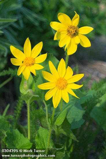 Arnica cordifolia