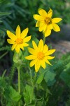 Heart-leaf Arnica