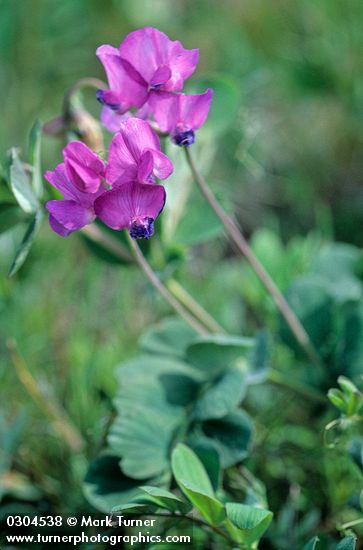 Lathyrus pauciflorus