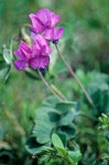 Lathyrus pauciflorus