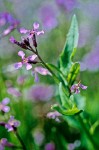 Chorispora tenella