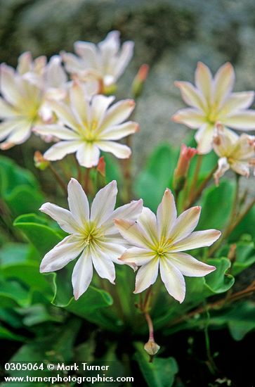 Cistanthe tweedyi (Lewisia tweedyi)