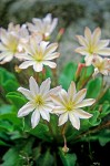 Tweedy's Lewisia blossoms