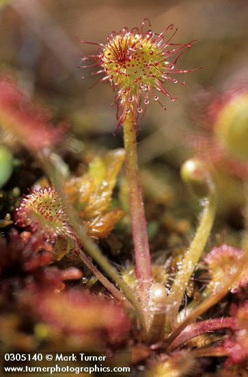 Drosera rotundifolia