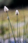 Cottongrass