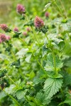 Western Giant Hyssop