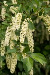 Common Chokecherry blossoms & foliage detail