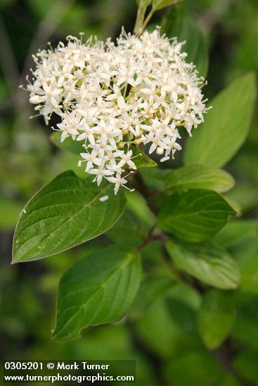 Cornus sericea ssp. occidentalis (C. stolonifera var. occidentalis)