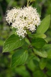 Red-osier Dogwood blossoms & foliage detail